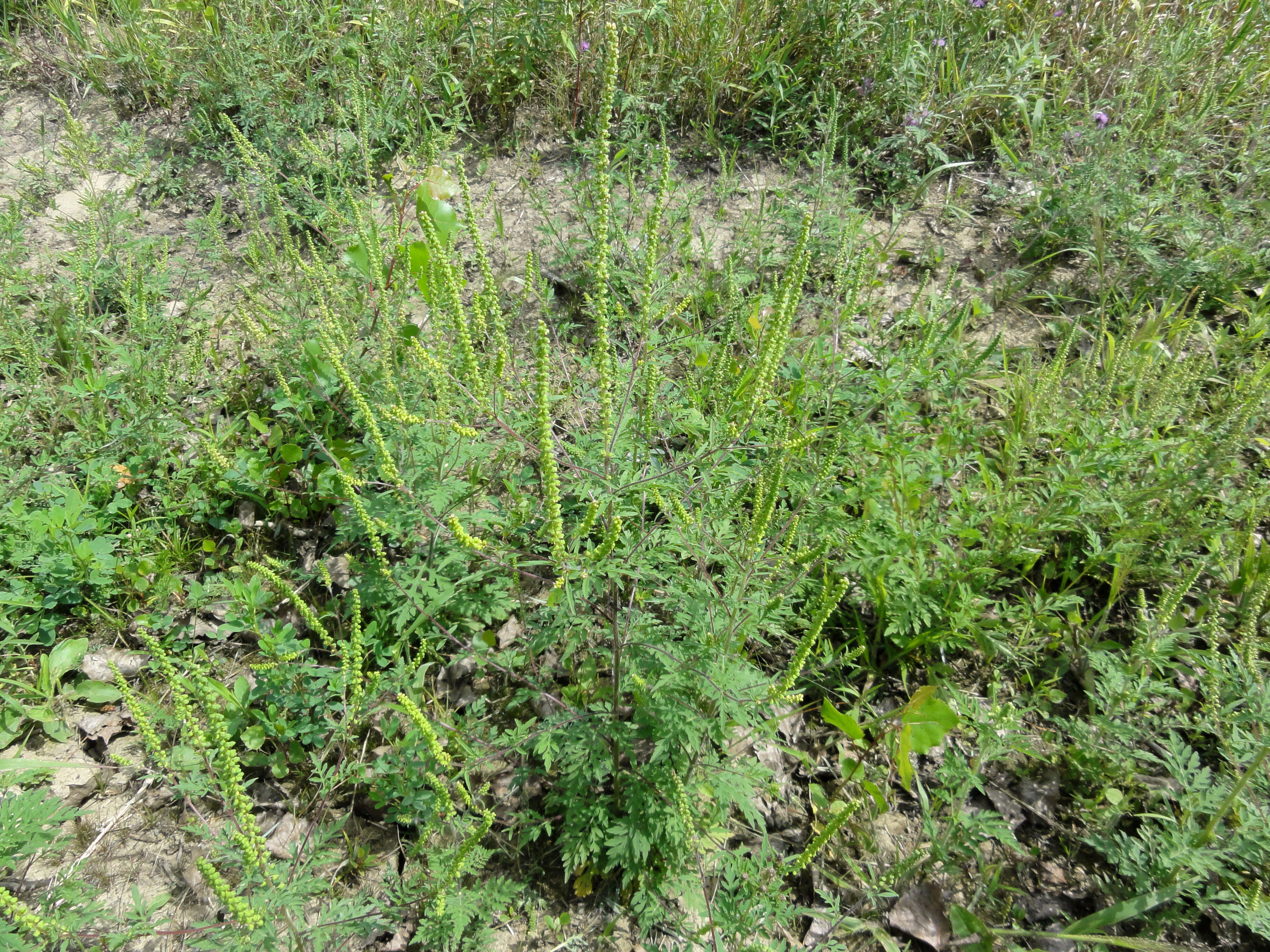 Image of annual ragweed