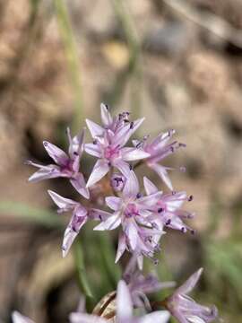 Image of rock onion