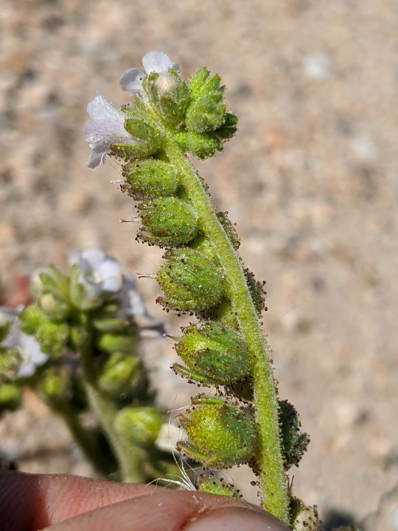 Image of blacktack phacelia