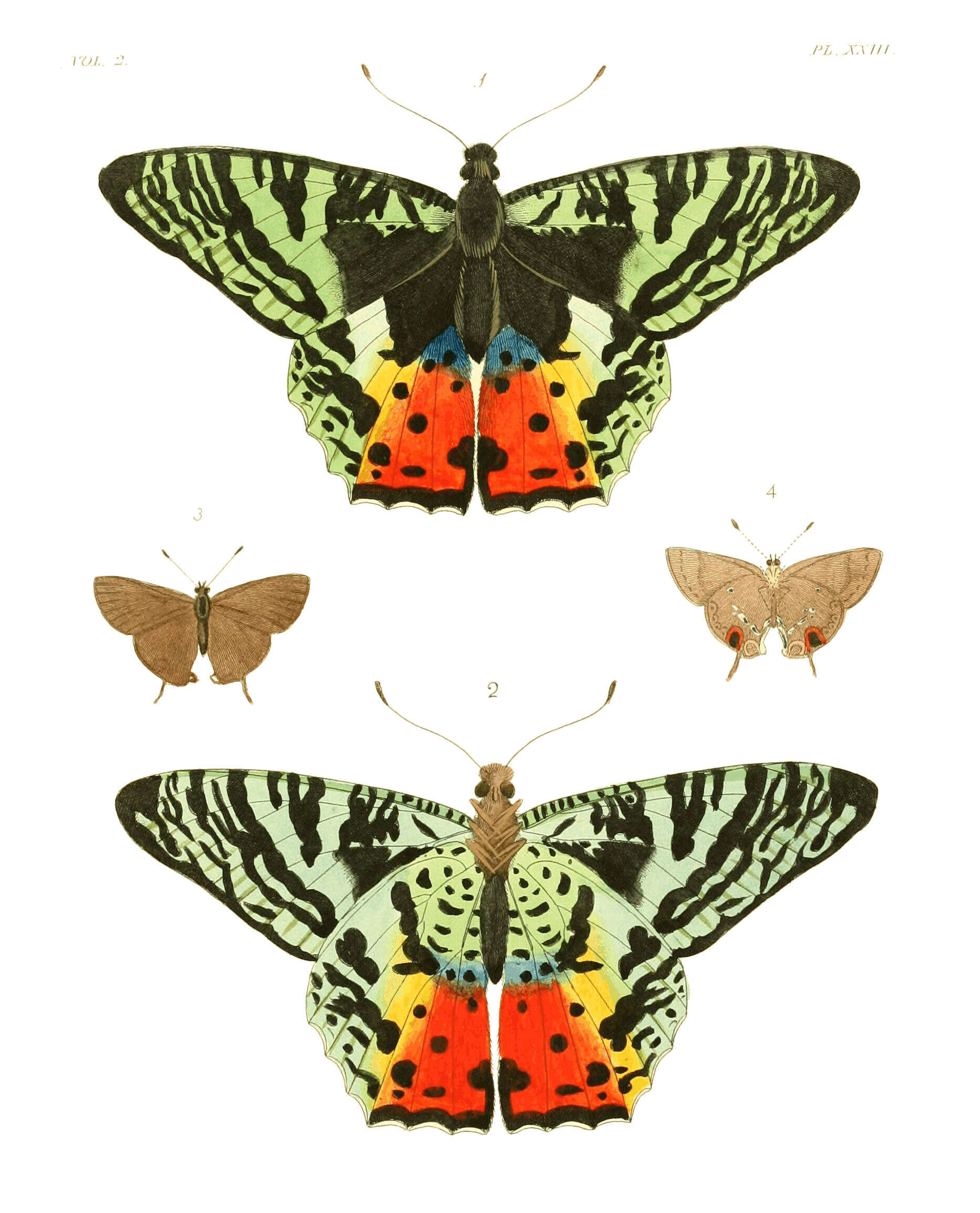 Image of Madagascan Sunset Moth