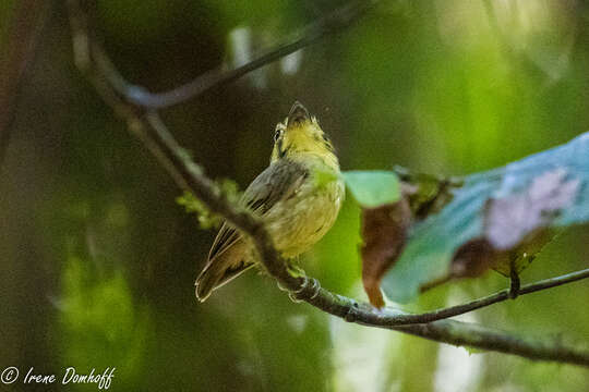 Platyrinchus coronatus Sclater & PL 1858的圖片