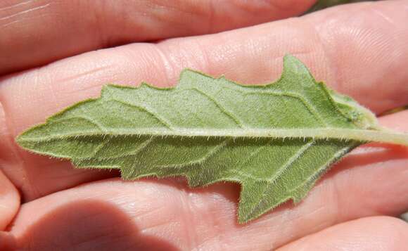 Image of wavyleaf blazingstar