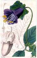 Imagem de Cobaea scandens Cav.