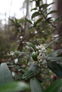 Image of Nematolepis squamea (Labill.) Paul G. Wilson