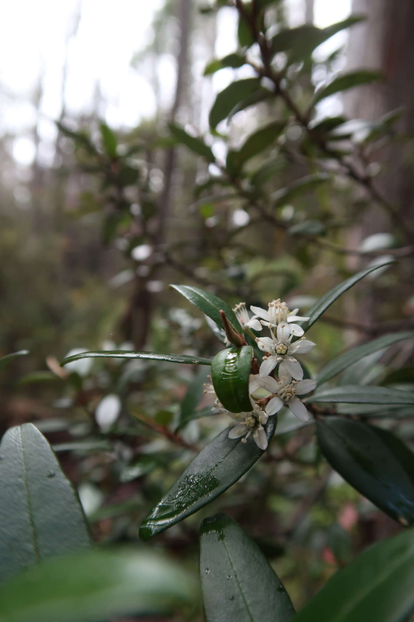 Image of Nematolepis squamea (Labill.) Paul G. Wilson