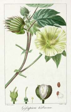 Gossypium herbaceum L. resmi