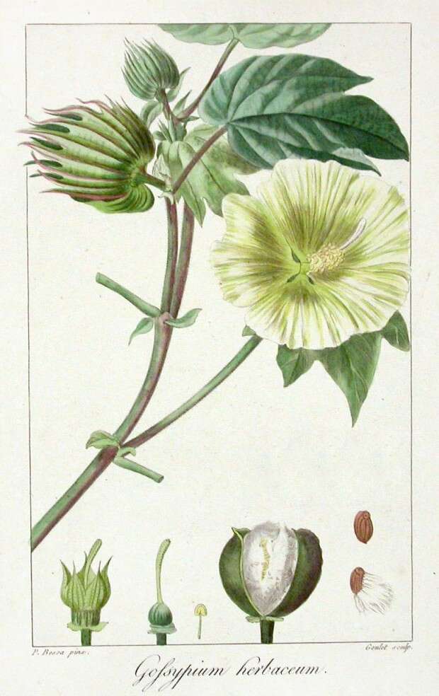 Imagem de Gossypium herbaceum L.