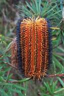 Image of Banksia neoanglica (A. S. George) Stimpson & J. J. Bruhl