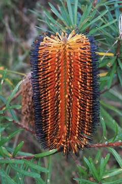 Image of Banksia neoanglica (A. S. George) Stimpson & J. J. Bruhl