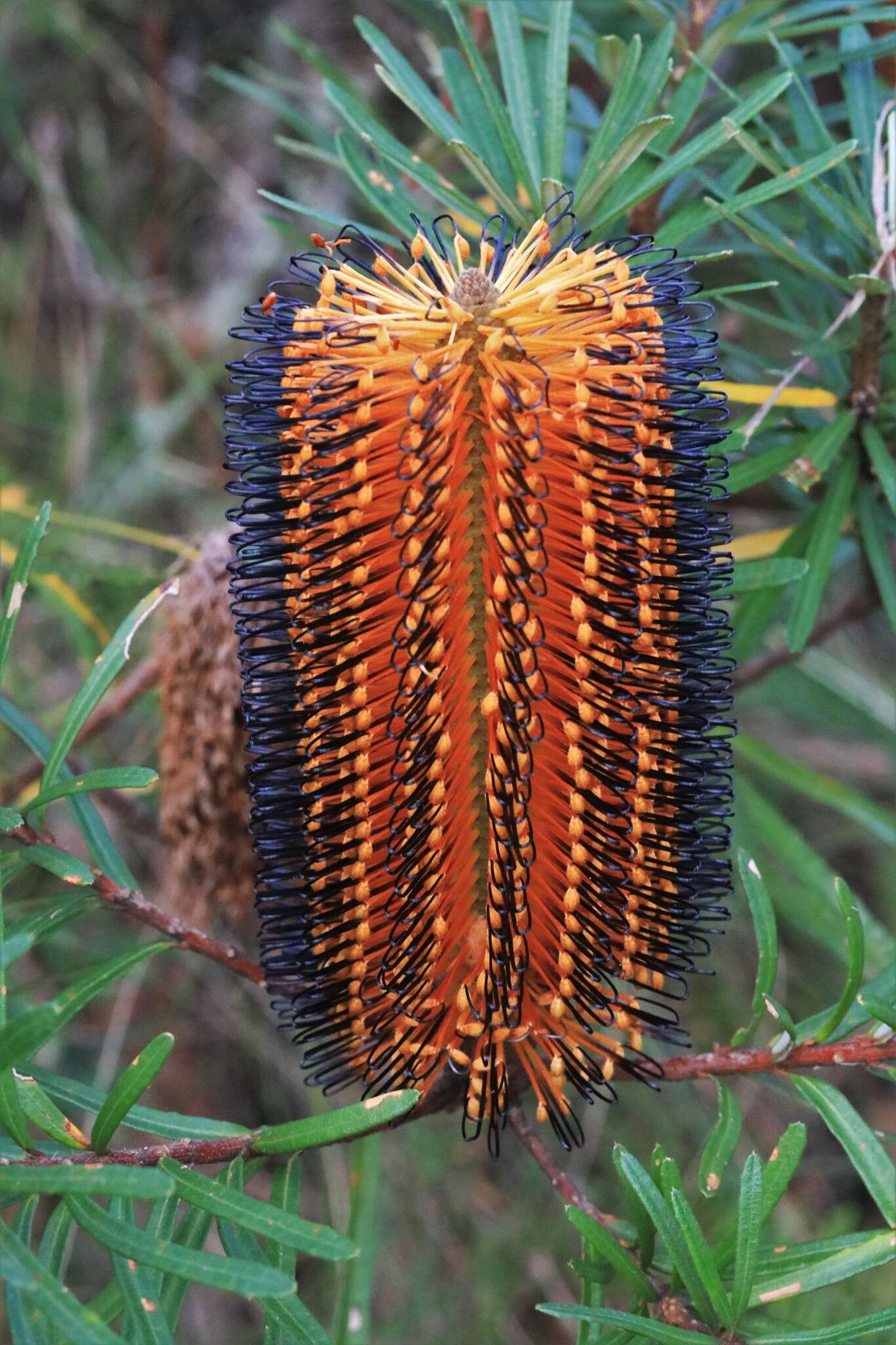 Image of Banksia neoanglica (A. S. George) Stimpson & J. J. Bruhl