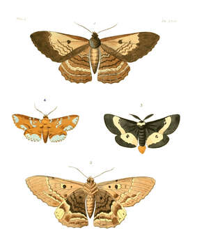 صورة Hemileuca maia (Drury 1773)