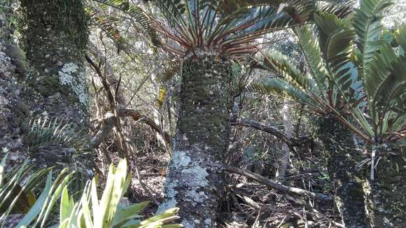 Image of Suurberg Cycad