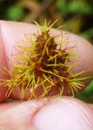 Image of Bush's umbrella-sedge