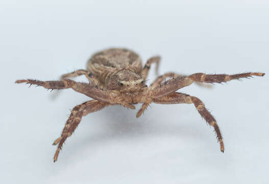 Image of common crab spider