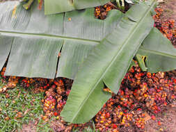 Слика од Elaeis guineensis Jacq.