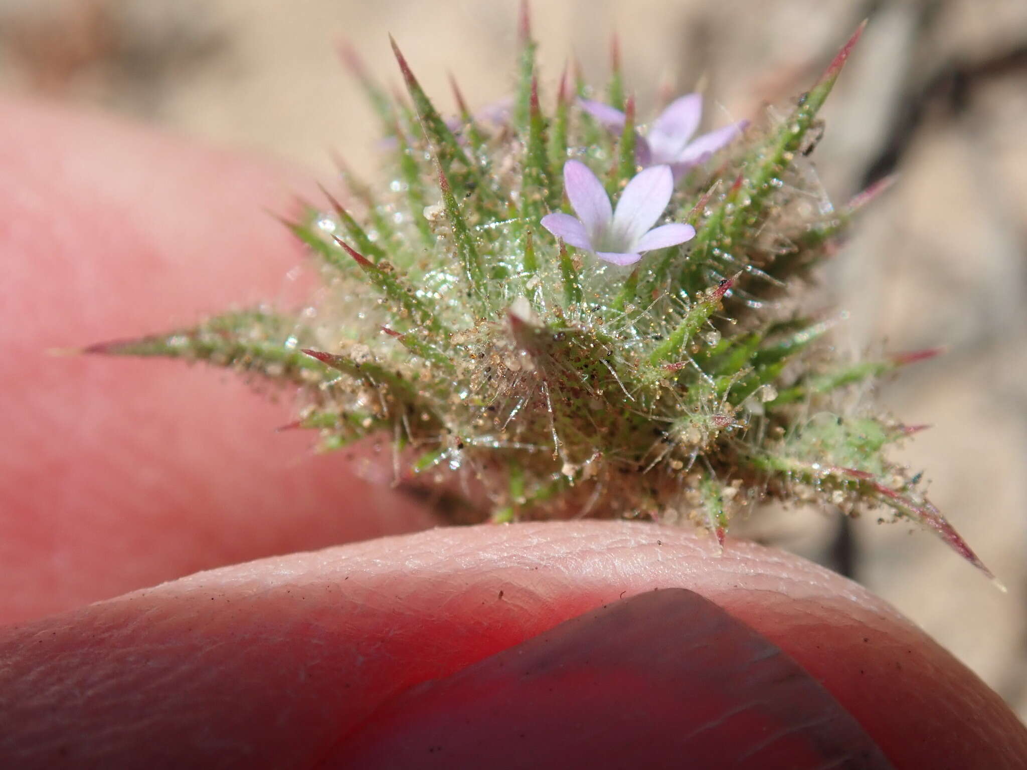 Image of Honey-Scented Pincushion-Plant