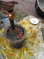 Image of African oil palm