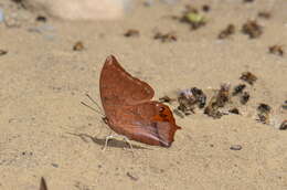 Image of Charaxes harmodius Felder 1866