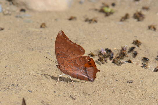 Image de Charaxes harmodius Felder 1866