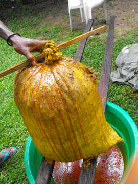 Image of African oil palm