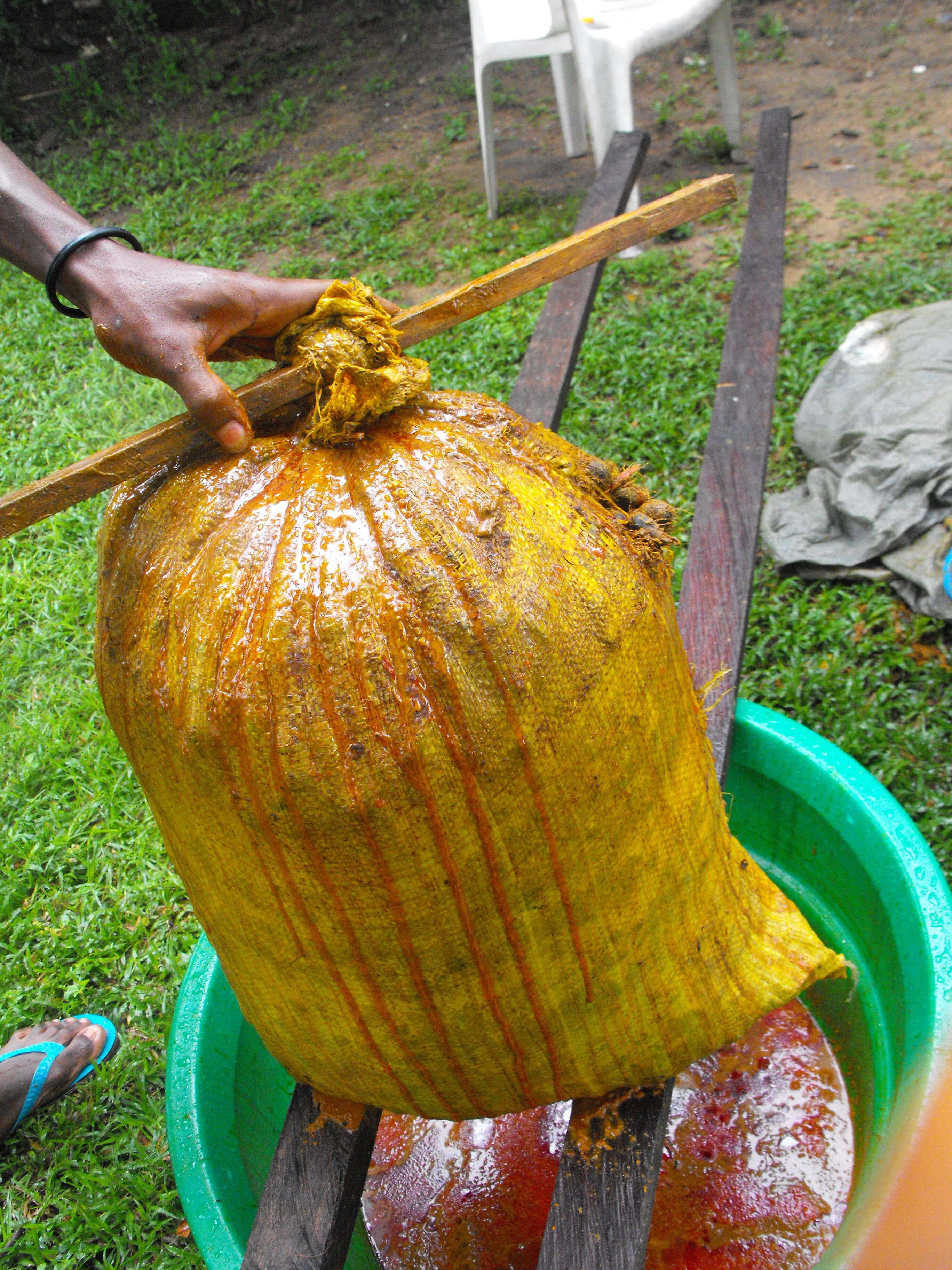 Image of African oil palm