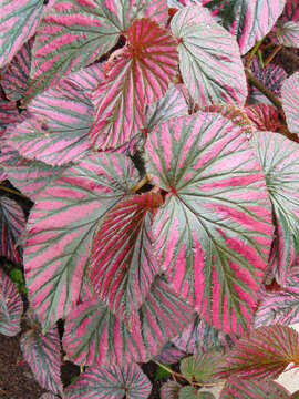 Image of Begonia brevirimosa Irmsch.