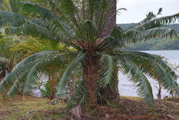 Image of Cycad