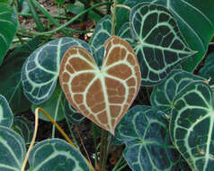 Image of Anthurium clarinervium Matuda