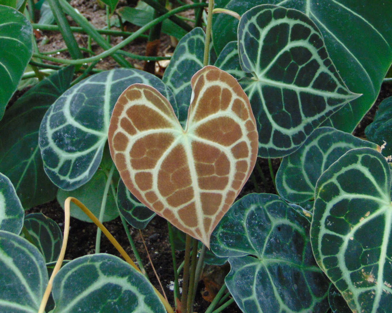 Plancia ëd Anthurium clarinervium Matuda