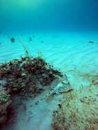 Image of Yellow Stingray