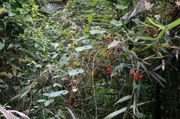 Image of Solanum lyratum Thunb.