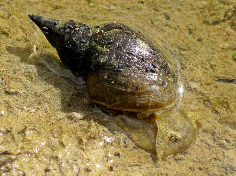 Image of Great Pond Snail