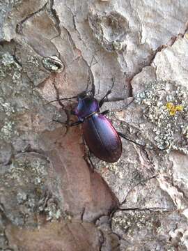 Image of Carabus (Megodontus) violaceus picenus A. & G. B. Villa 1838