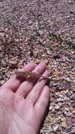 Image of stalked bur grass