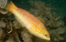 Image of Gunther's wrasse