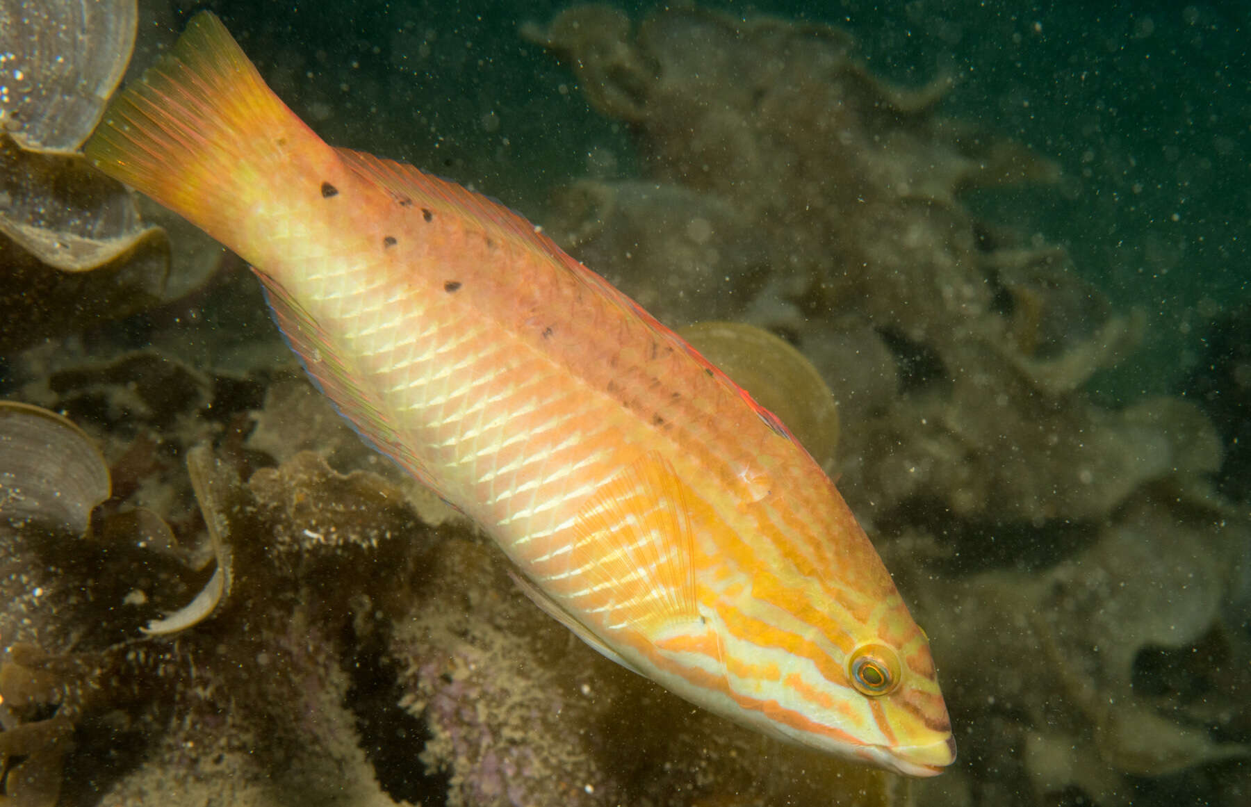 Image of Gunther's wrasse