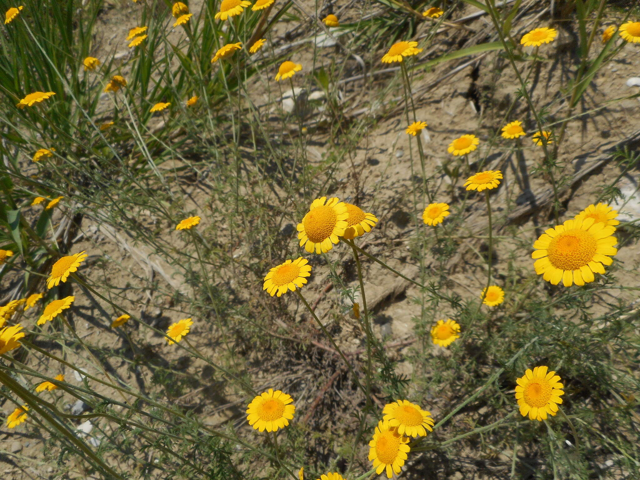 Image of Dyer's Chamomile