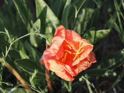 Oenothera howardii (A. Nels.) W. L. Wagner resmi