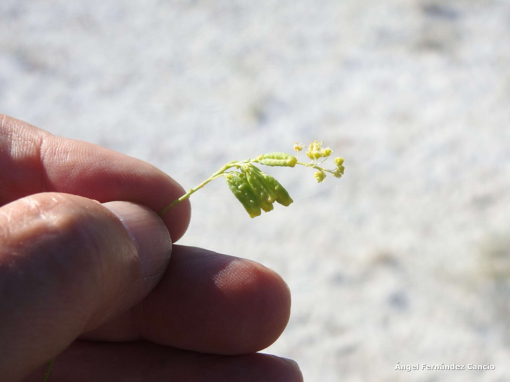 Image of Reseda stricta Pers.