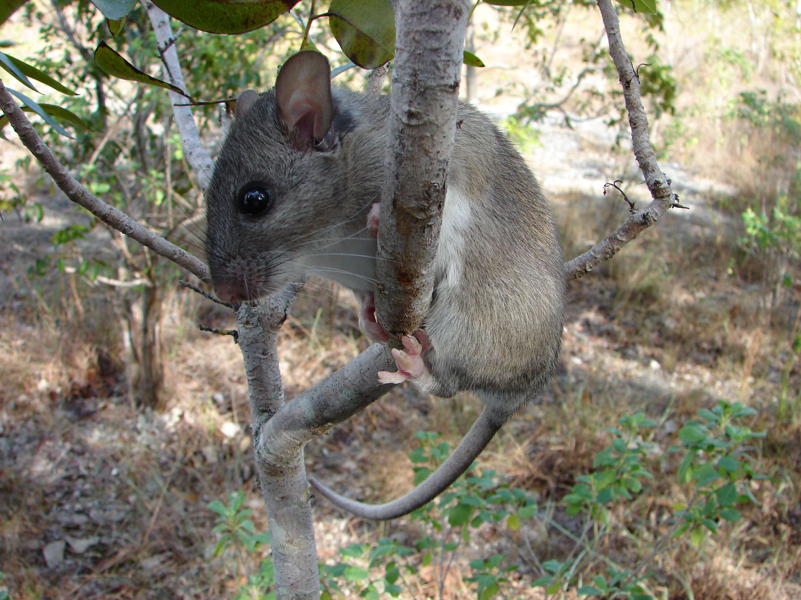 Image of Eastern Woodrat