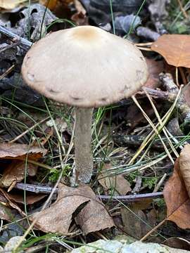 Psathyrella artemisiae (Pass.) Konrad & Maubl. 1949 resmi