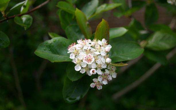 Image of Black Chokeberry