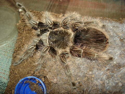 Image of Curlyhair tarantula