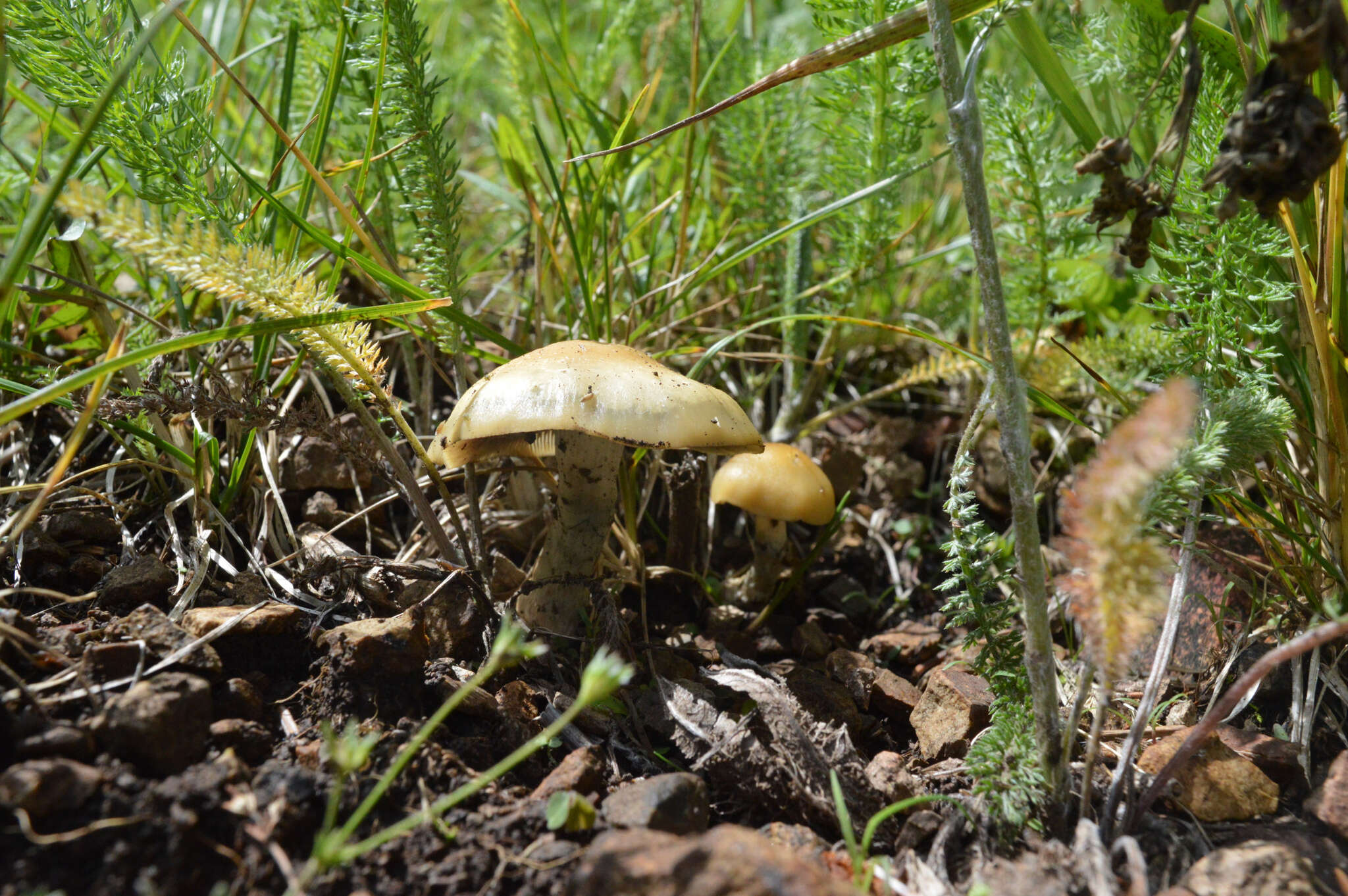 Слика од Psilocybe mescaleroensis Guzmán, Walstad, E. Gándara & Ram.-Guill. 2007