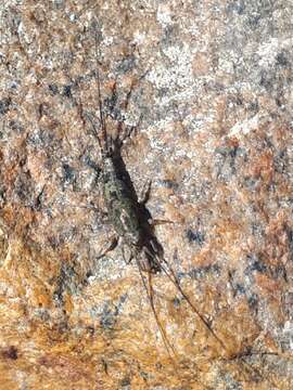 Image of sea bristletail