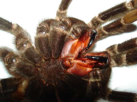 Image of Brazilian salmon pink tarantula