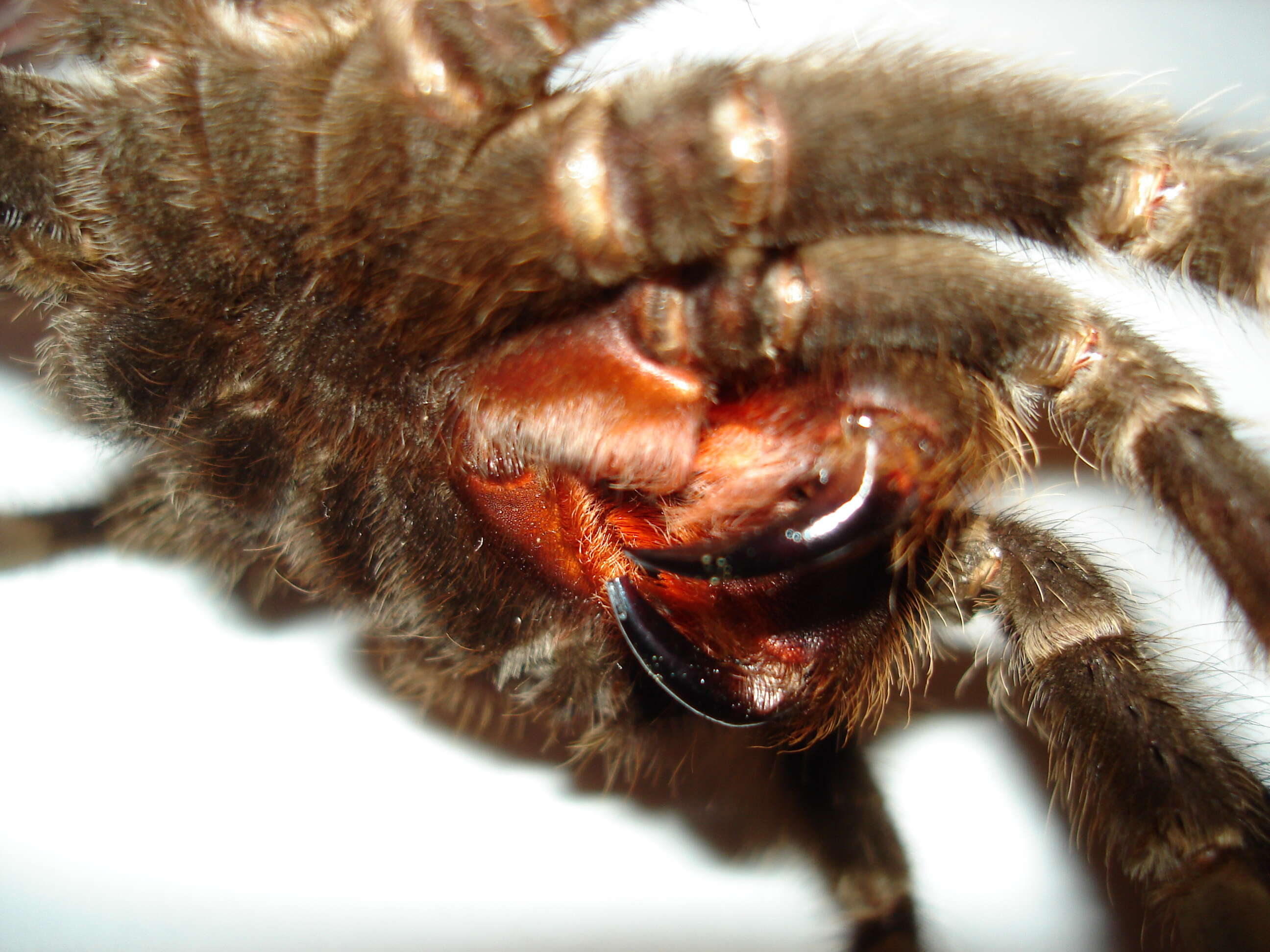 Image of Brazilian salmon pink tarantula