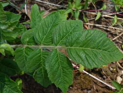 Image of Michaux's sumac