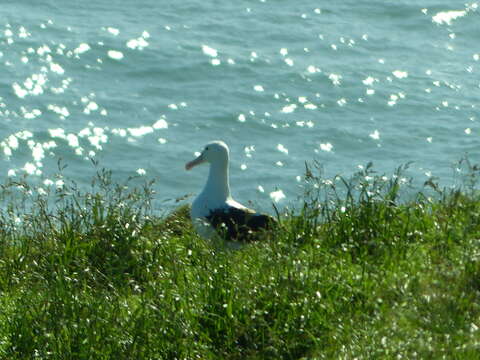 Image of Royal Albatross