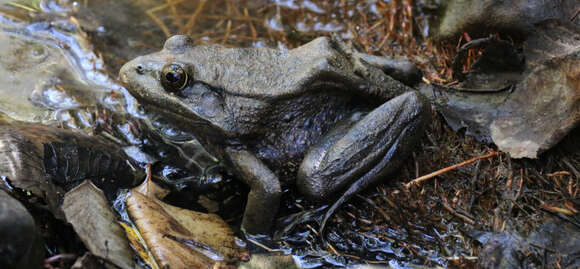 Image de Rana draytonii Baird & Girard 1852